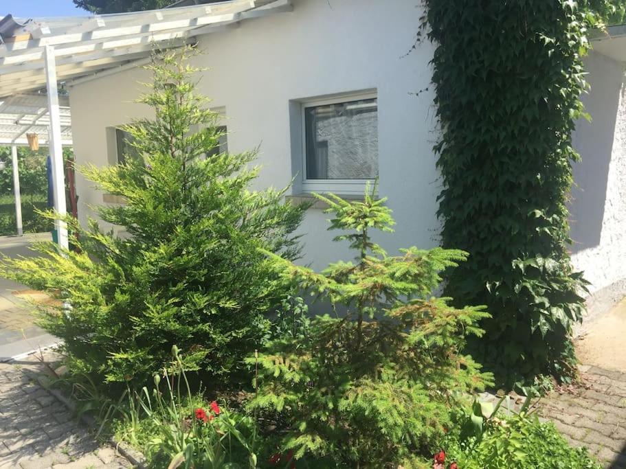 Kleines Haeuschen Am Garten In Darmstadt Extérieur photo